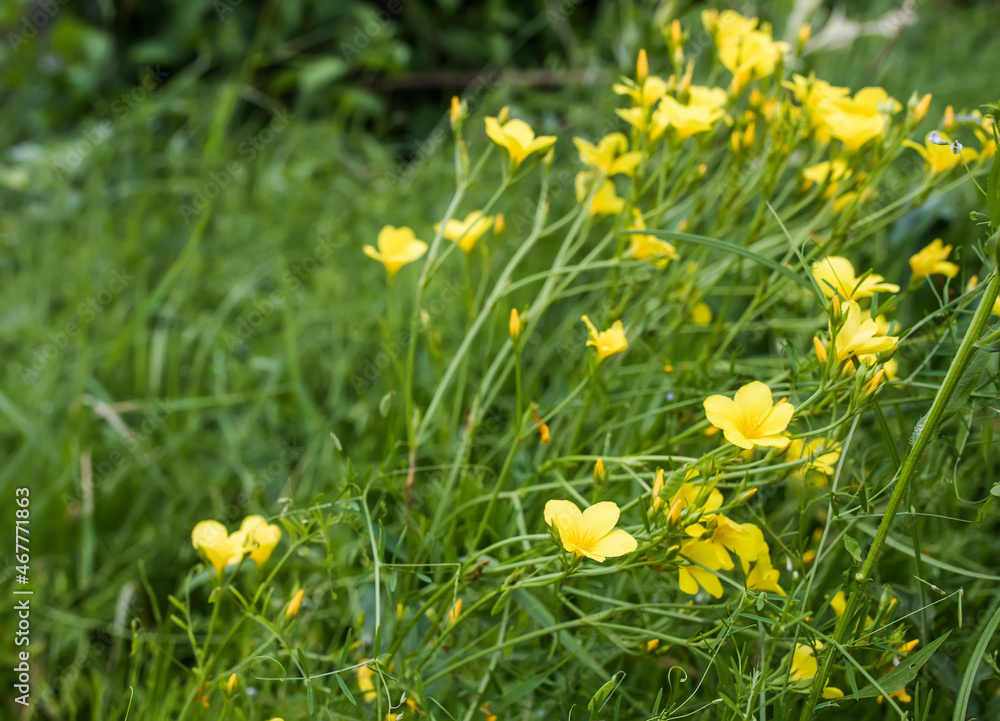 Linum flavum, golden flax or yellow flax pring summer flowering semi evergreen plant on field among summer medicinal plants. Growing in meadow or yellow flax during flowering period.