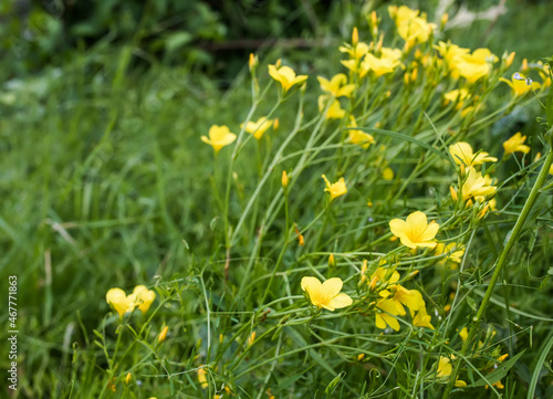 Linum flavum, golden flax or yellow flax pring summer flowering semi evergreen plant on field among summer medicinal plants. Growing in meadow or yellow flax during flowering period.