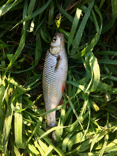 Caught chub fish and bait