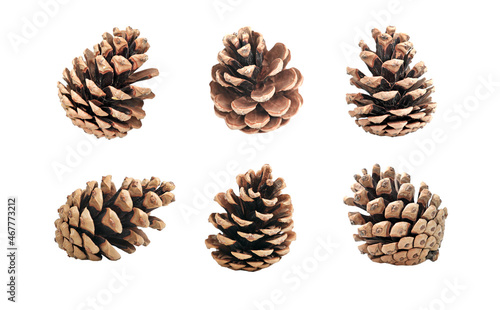 Pinecone isolated on white. Various cones set.
