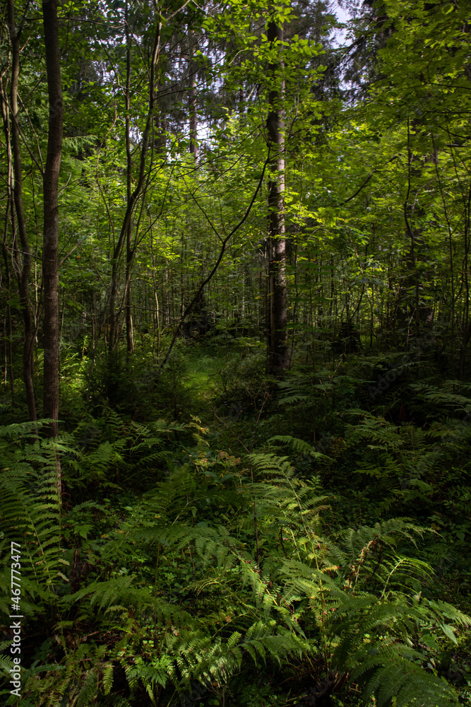 Fototapeta premium forest in the morning