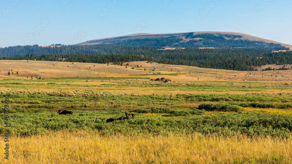 Moose in Bighorn National Forest, Wyoming