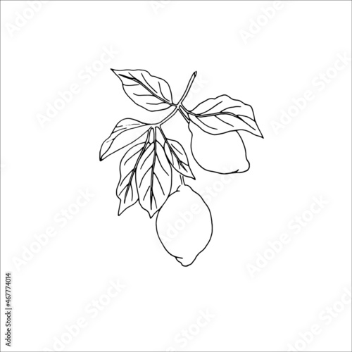 branch of a tree with leaves and lemons