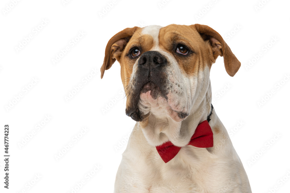american bulldog dog looking up and wearing a red bowtie