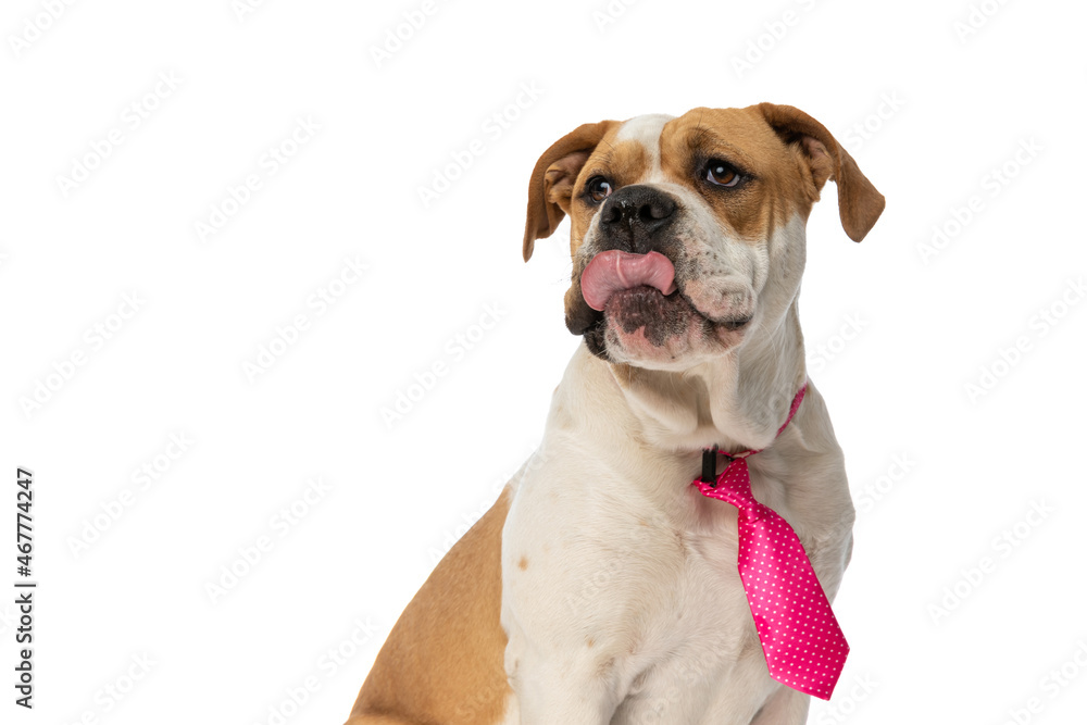 elegant american bulldog dog wearing a pink tie