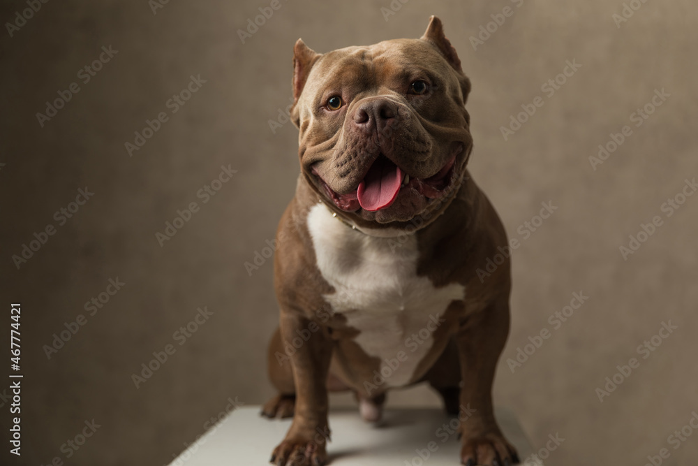 adorable american bully dog sitting on a chair