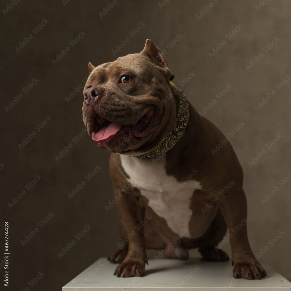 adorable american bully dog curious to see something