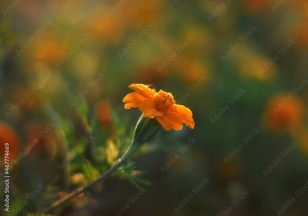 flower in the field flower in the field