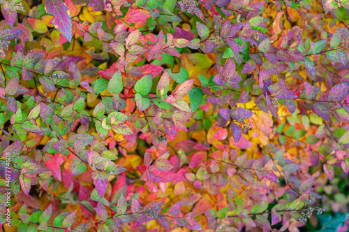 Autumn coloring of Spirea leaves. Background screensaver on the theme of botany