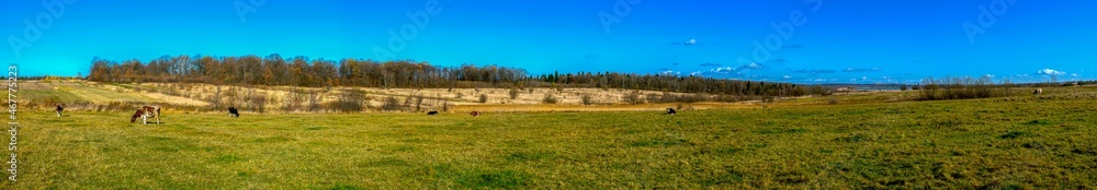 Panorama of cows on a pasture in autumn, cloudless sky. Panorama of cows on a pasture in autumn, cloudless sky.