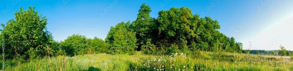Spring forest and field on a background of blue sky Spring forest and field on a background of blue sky