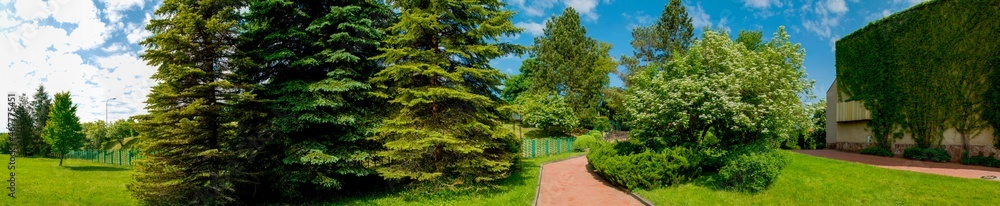 Panorama of the summer park in the city. Blooming viburnum tree, green fir.