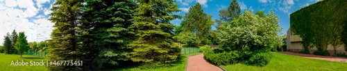 Panorama of the summer park in the city. Blooming viburnum tree, green fir.