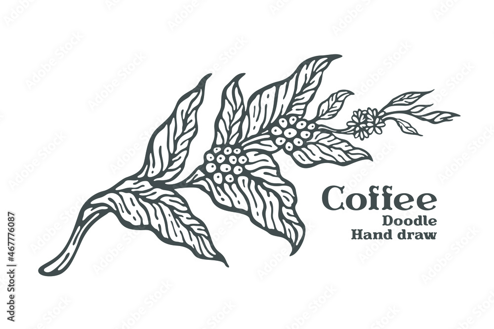Fototapeta premium Branch of coffee with fruits and flowers hand drawn illustration