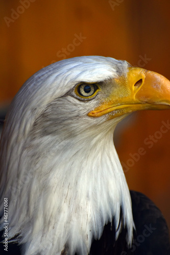 portrait of a eagle