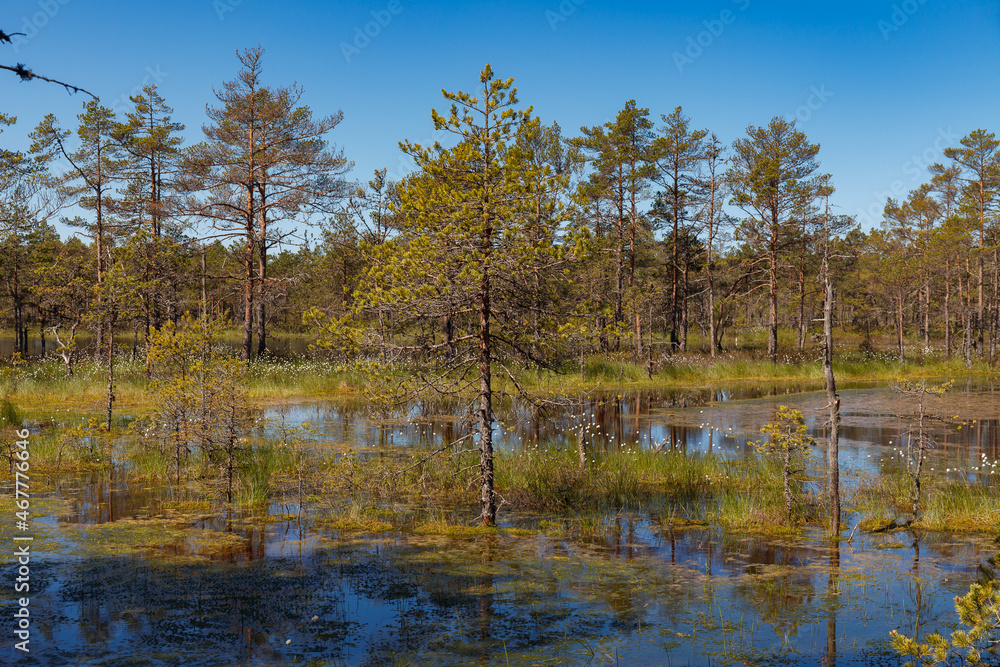 Bog forest park at swampland. Northern Europe, Estonia, Viru. Fall season.