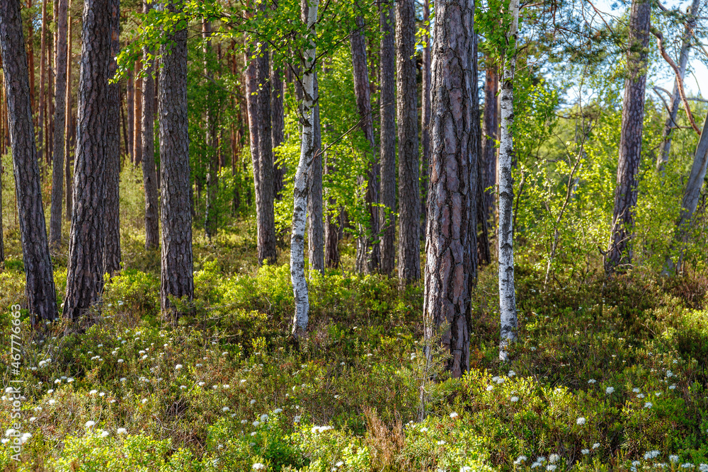 Inside the Nothern European pine forest Inside the Nothern European pine forest