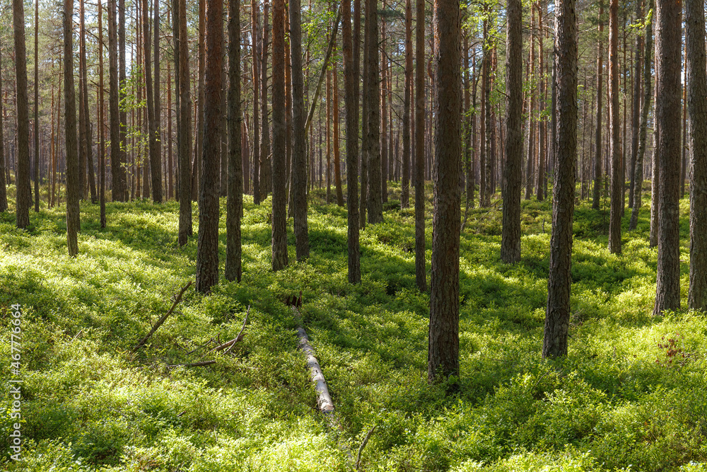 Inside the Nothern European pine forest