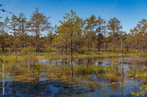 Bog forest park at swampland. Northern Europe, Estonia, Viru. Fall season.