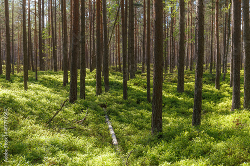 Fototapeta Naklejka Na Ścianę i Meble -  Inside the Nothern European pine forest