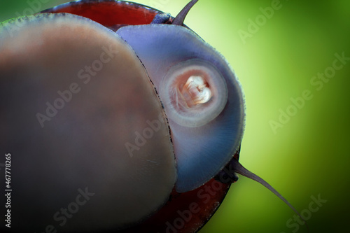 Neritina pulligera also called military helmet snail on the glass pane in the aquarium photo