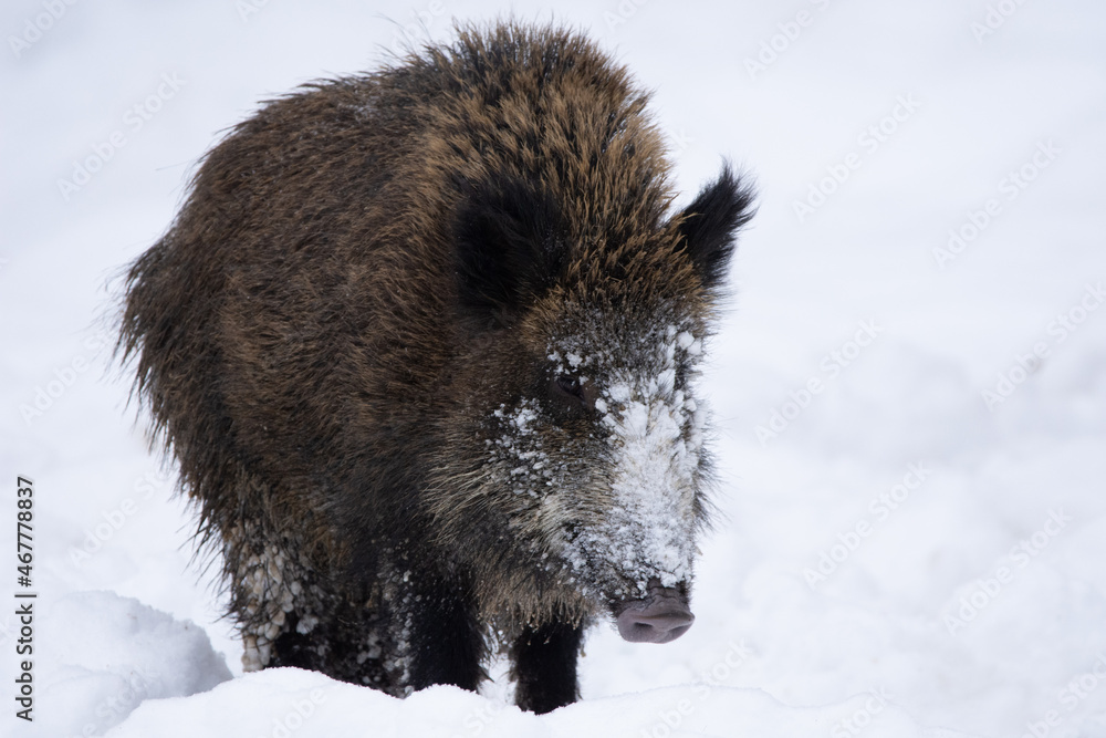 A big brown wild boar in the snow A big brown wild boar in the snow