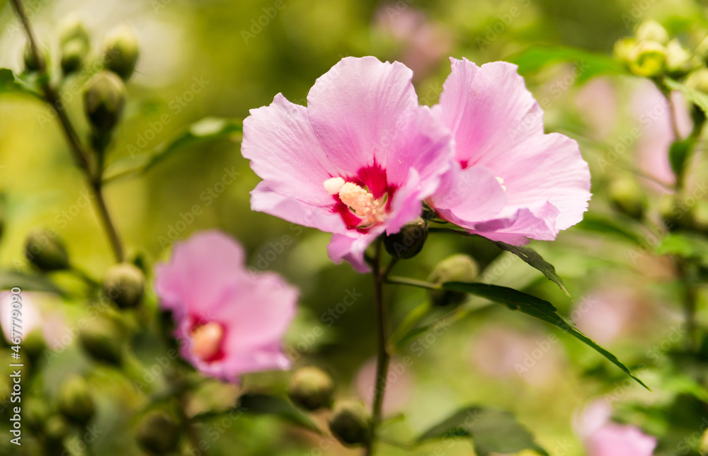 Pink flower hibiscus on a green background Pink flower hibiscus on a green background