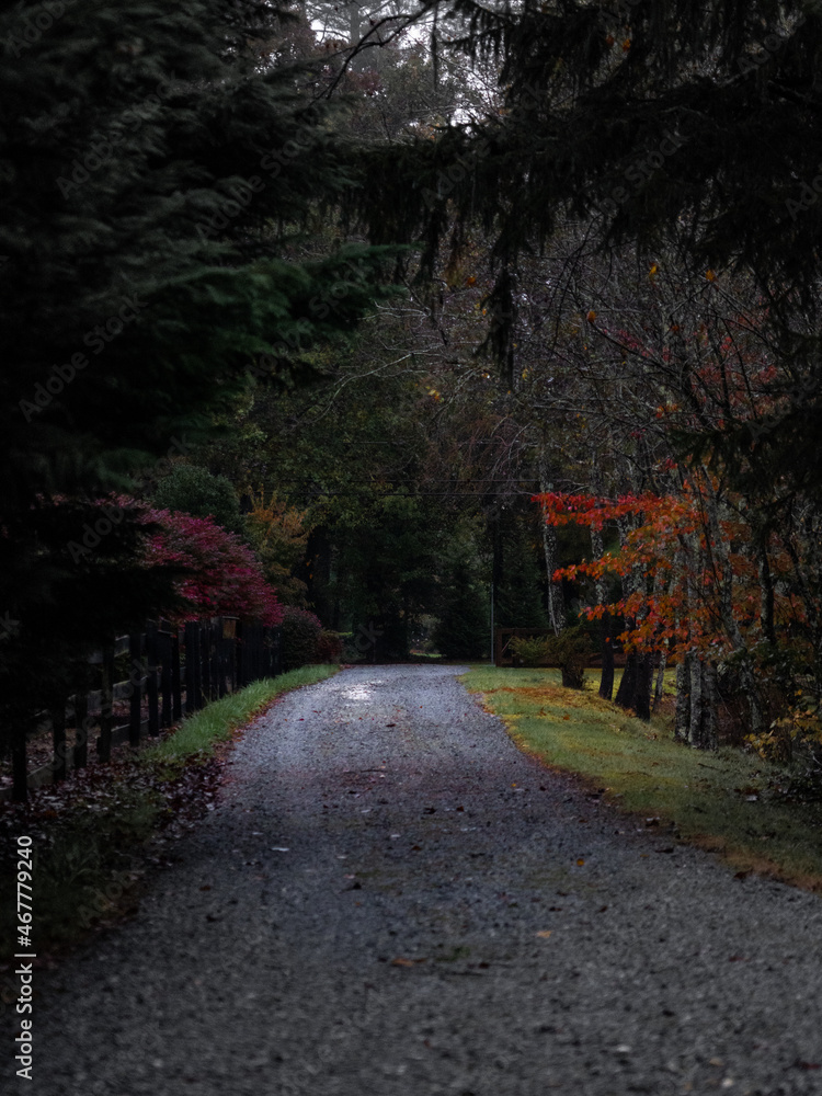 Naklejka premium Autumn Road