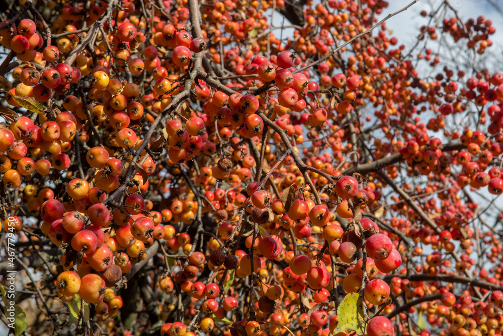 Fototapeta premium Crab red small apple.