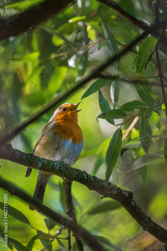 robin in the garden
