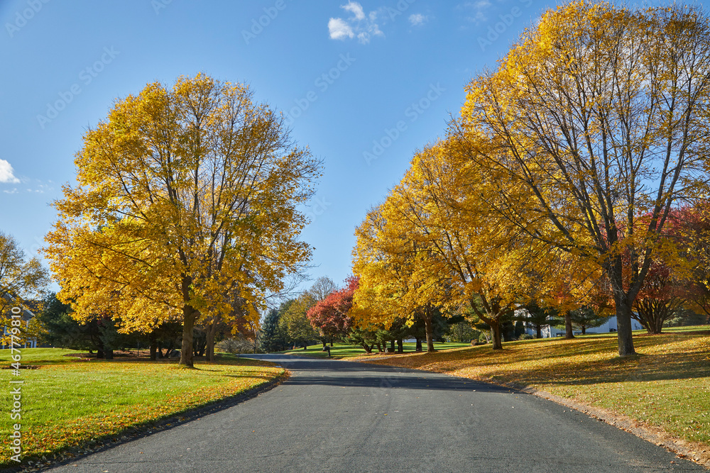 Driving my neighborhood road with beautiful yellow leaves on both sides of the street