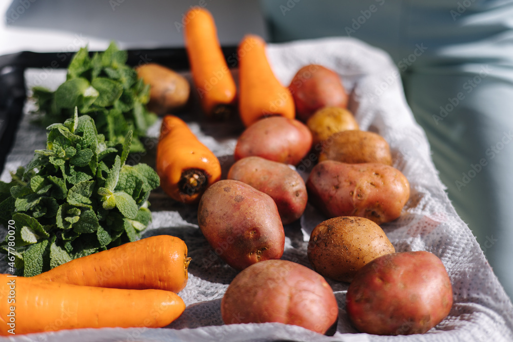 Washed raw vegetables on a tray. Potatoes, carrot and mint on sun lights Washed raw vegetables on a tray. Potatoes, carrot and mint on sun lights
