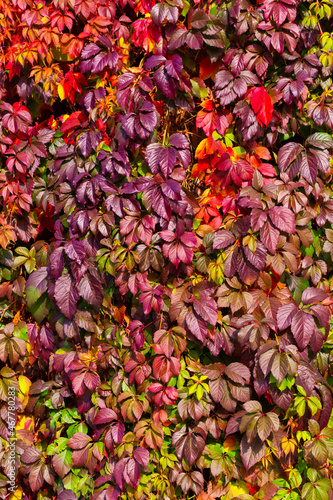 Fotografia Virginia creeper leaves