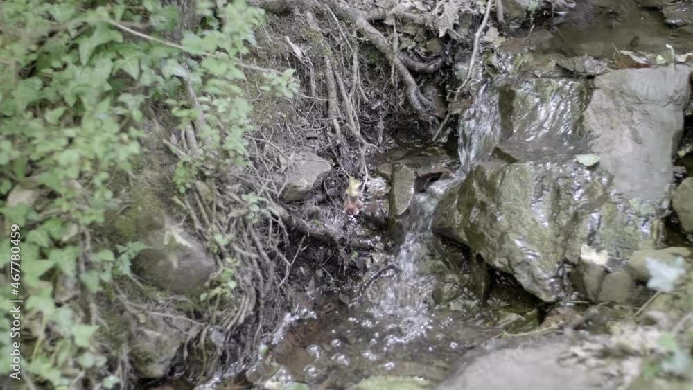 Small stream in the woods. Wild Nature. Video 4K Small stream in the woods. Wild Nature. Video 4K