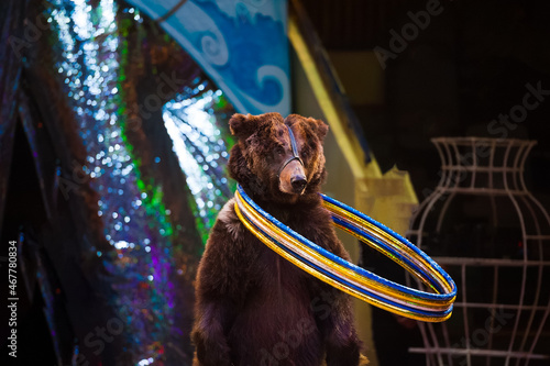 Circus bear performs in the circus. © SGr