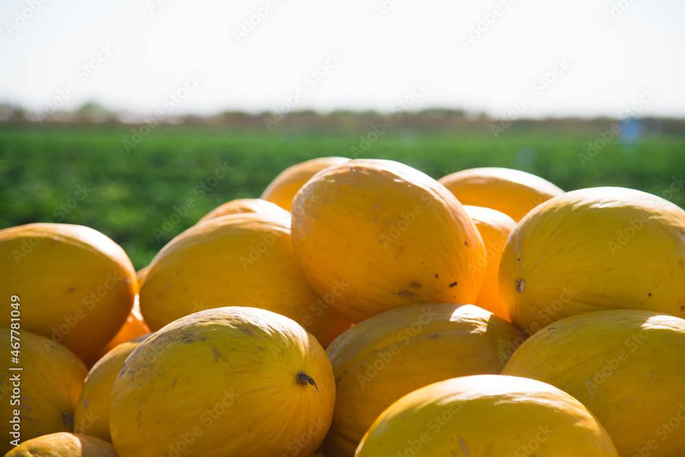 Group of fresh ripe yellow sweet melons in a wooden box for sale on an organic farm Group of fresh ripe yellow sweet melons in a wooden box for sale on an organic farm