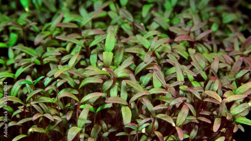 Amaranth Microgreens Seedling Moving in Timelapse Video on a Black Background. Violet Superfood Micro Greens Time Lapse Amaranth Microgreens Seedling Moving in Timelapse Video on a Black Background. Violet Superfood Micro Greens Time Lapse