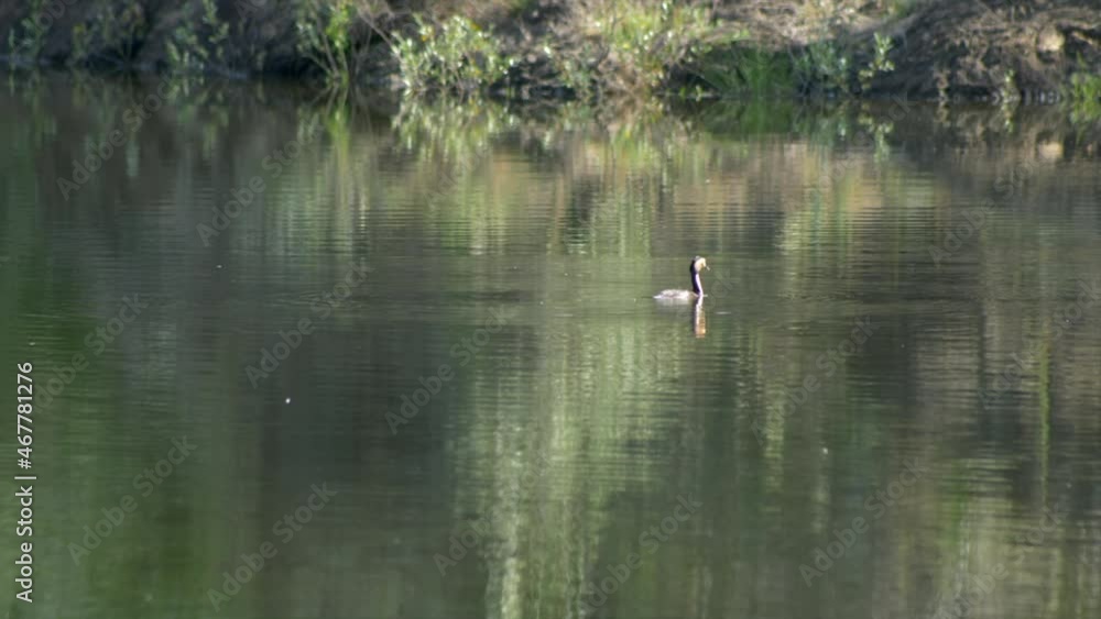 Gosling with long neck feeding in the lake. Slow motion 4K Gosling with long neck feeding in the lake. Slow motion 4K