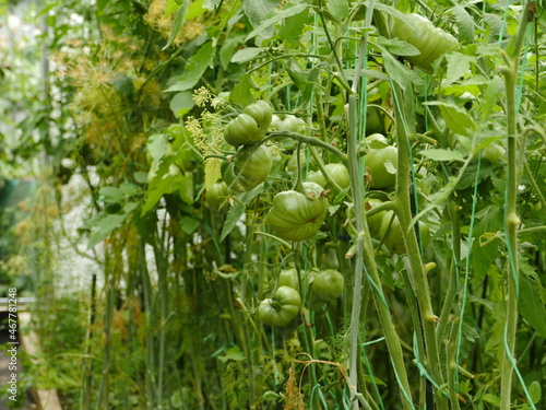 green fruit tomatoes grow on branches in a greenhouse