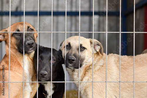 Wall Mural dogs behind bars at the animal shelter. sad eyes of dogs