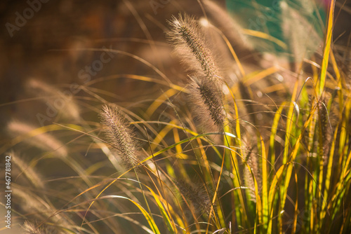 Beautiful decorative grass in morning sun