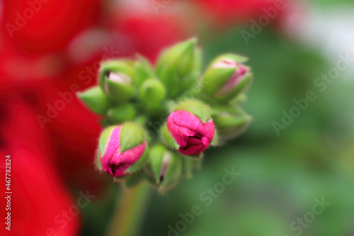 A grouping of pink geranium buds on a stalk
