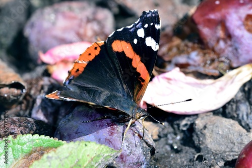 Red Admiral feeding on autumn fruit photo