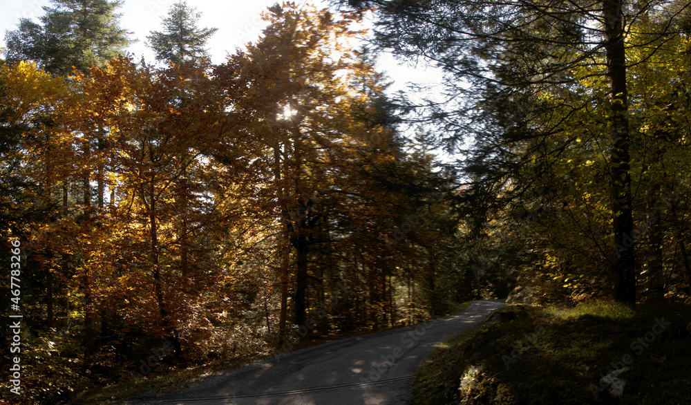 Autumn colours of beech foliage in forest around Flims, Switzerland