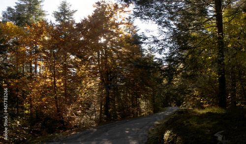 Autumn colours of beech foliage in forest around Flims  Switzerland