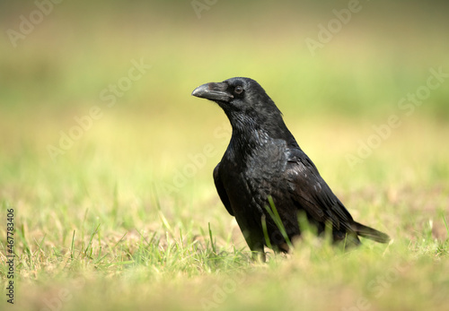 Raven   Corvus corax   close up