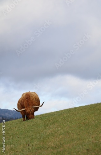 Highland vache