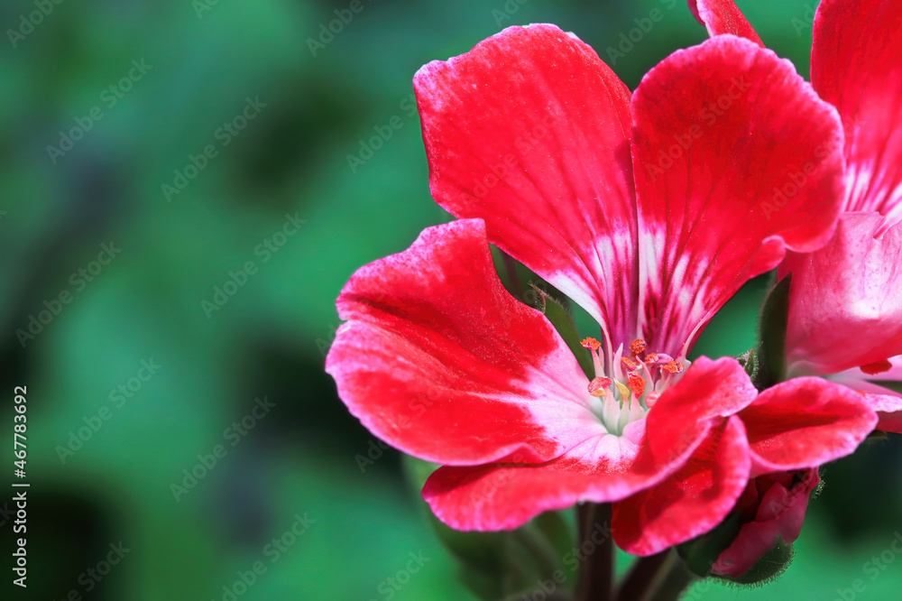 Macro background of a red geranium in bloom Macro background of a red geranium in bloom