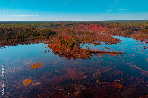 aerial image of a fall forest 