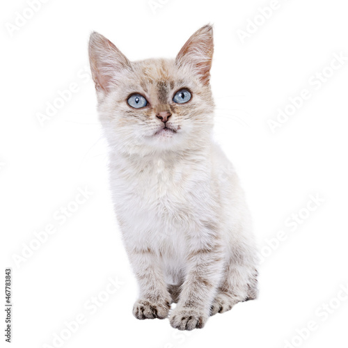 Isolated kitten with blue eyes on a white background